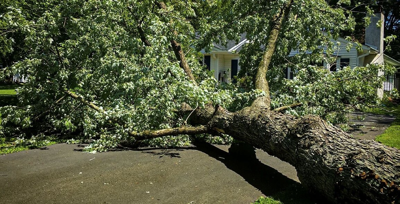 Large fallen tree blocking driveway requiring emergency tree removal in Altoona, PA