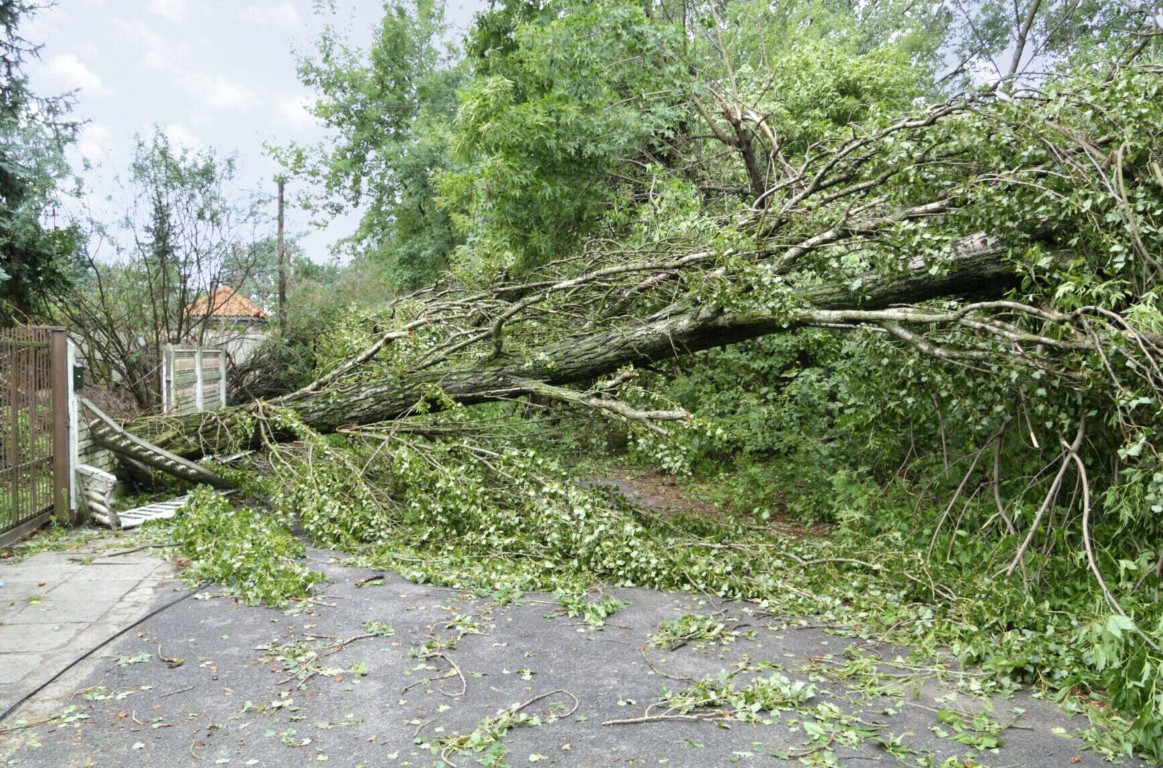 Fallen tree blocking residential street in Altoona, PA requiring emergency removal