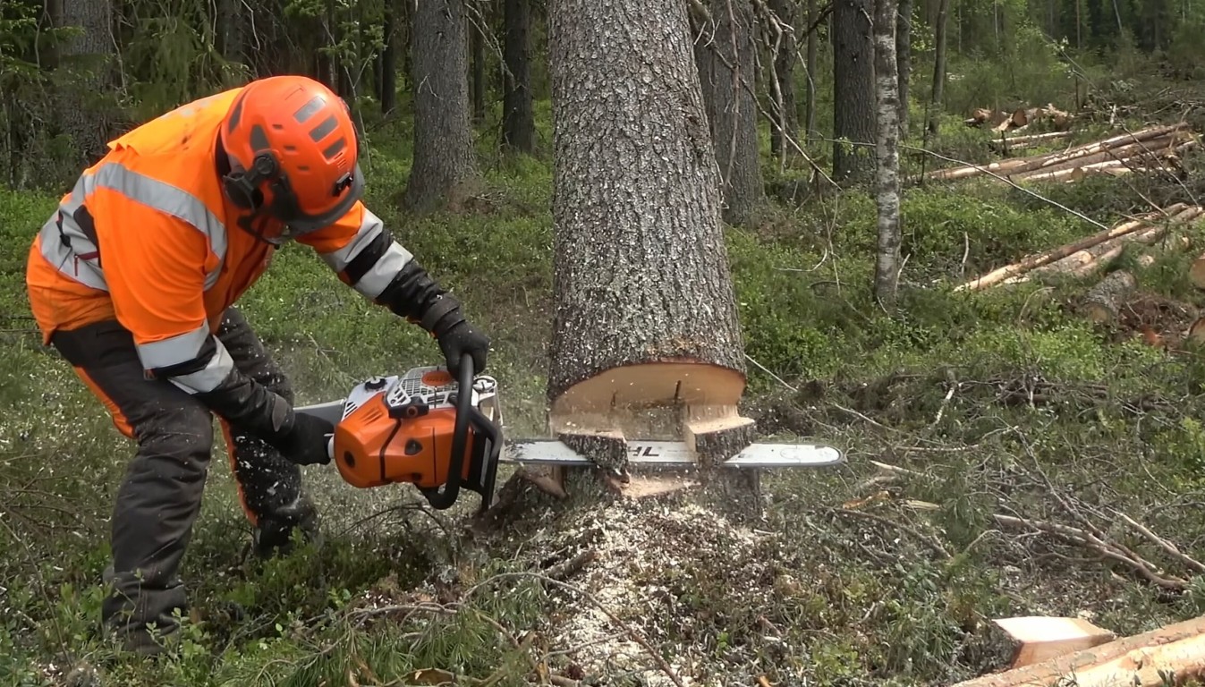 Professional tree service crew working in Altoona, PA